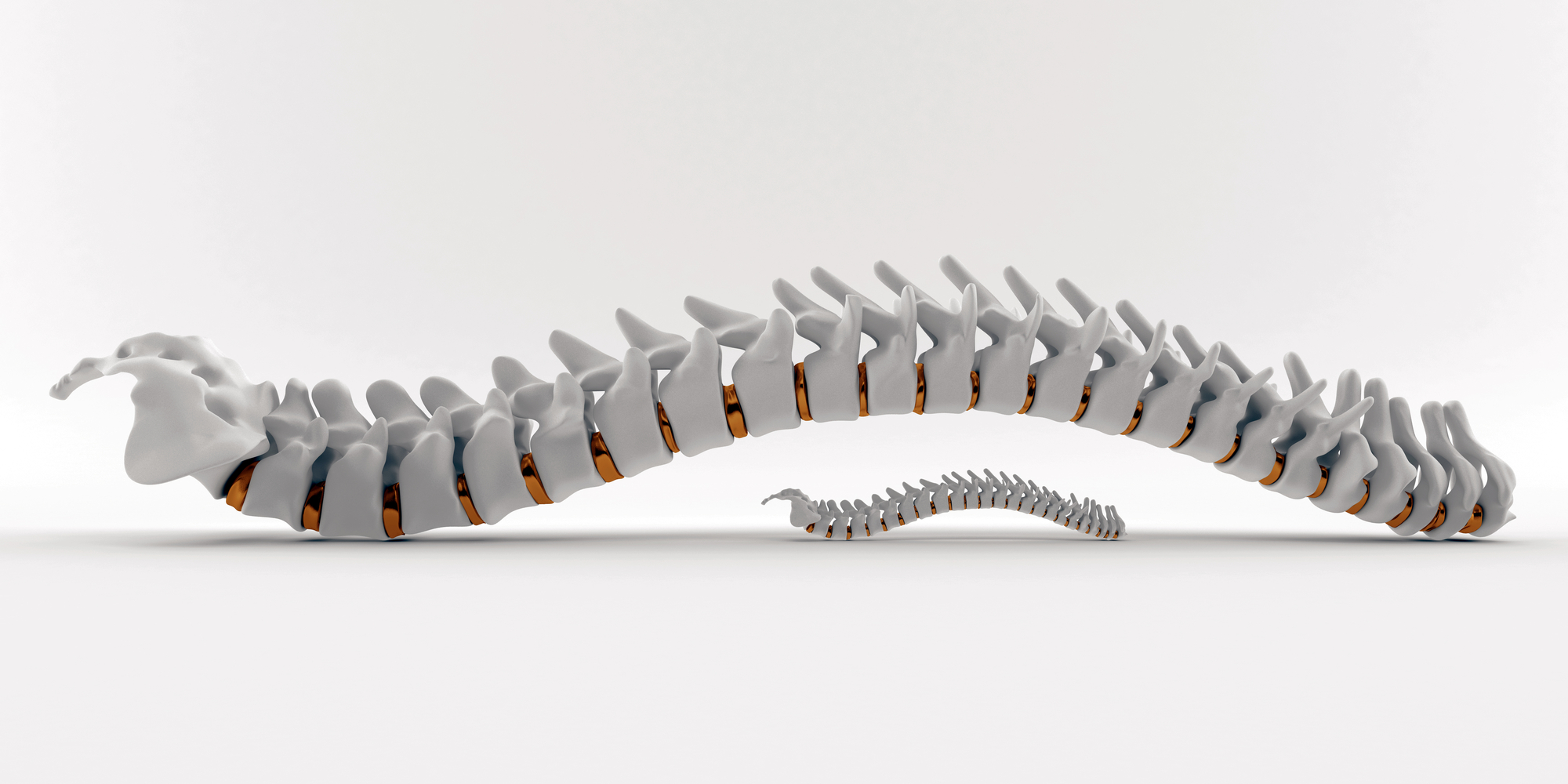 Signs Of A Good Chiropractor - 3D spine illustration in shades and tints of white